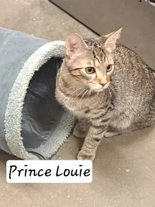Prince Louie (FCID# 06/25/2026 - 43 Brandywine PS)