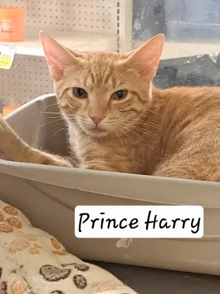 Prince Harry (FCID# 06/25/2026 - 42 Brandywine PS)