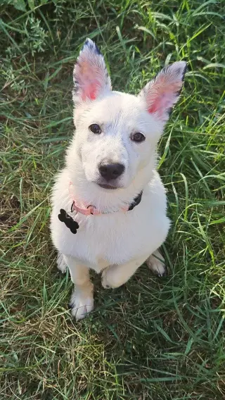 Juju Bean