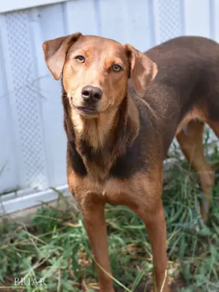 Briar (Momma)