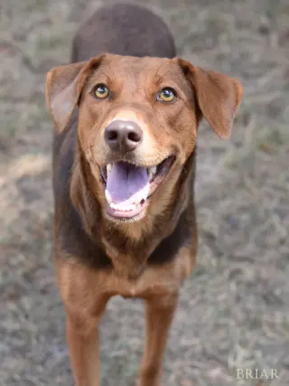Briar (Momma)