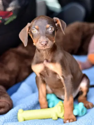 Dandy (Briar's Litter)