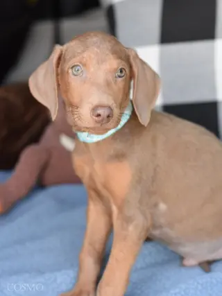 Cosmo (Briar's Litter)
