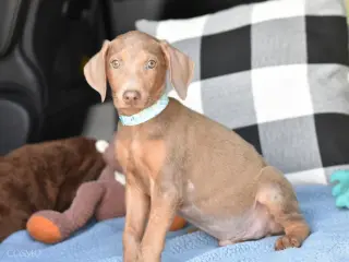 Cosmo (Briar's Litter)