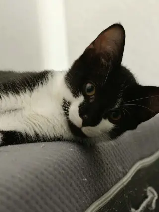 Linus