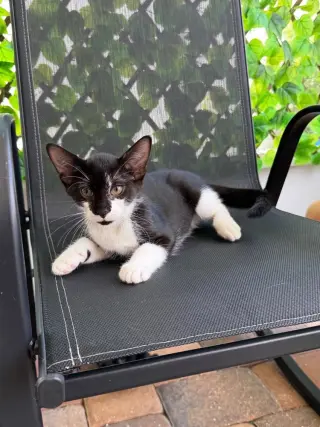 Linus