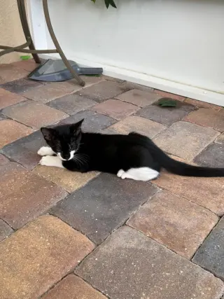 Linus
