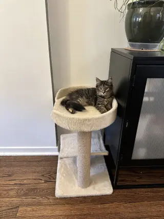 Zsa Zsa