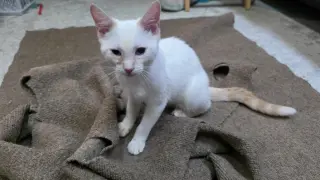 Maurice