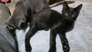 Berlioz
