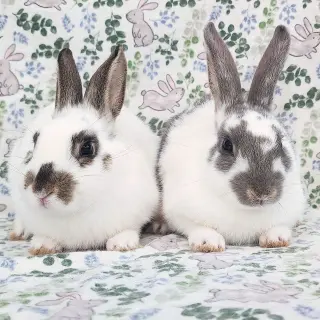 Luna (bonded to Lorne)
