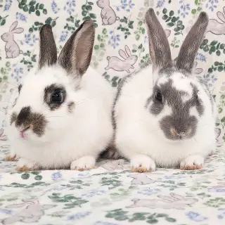 Luna (bonded to Lorne)