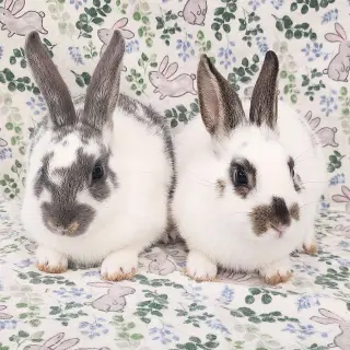 Lorne (bonded to Luna)