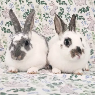 Lorne (bonded to Luna)