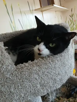 Smokey