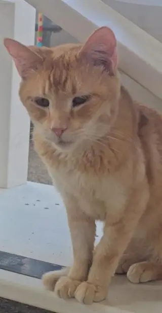 MAMBO