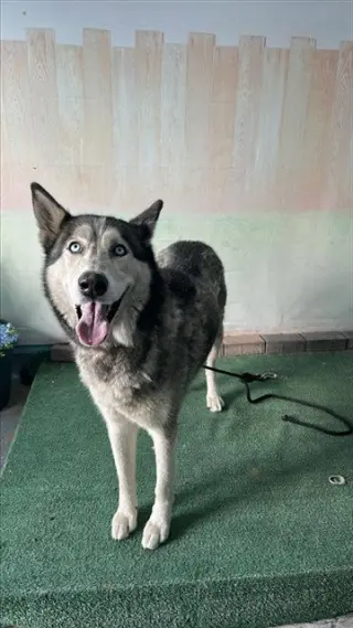 CANELO