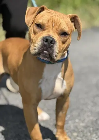 MEATBALL