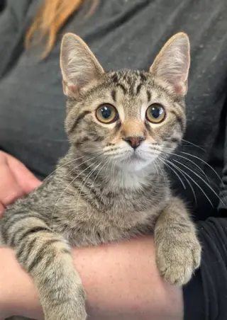 STEVE