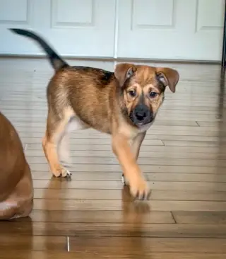 Emma’s Cricket