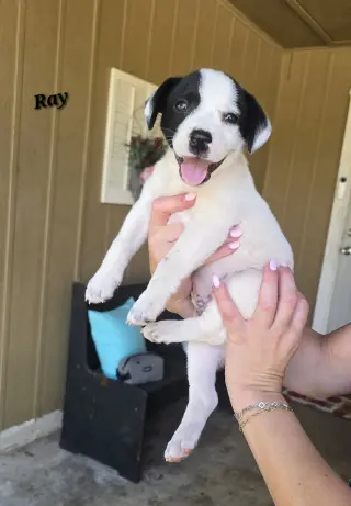 Ray - JRT/Pittie puppies