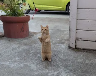 Belly