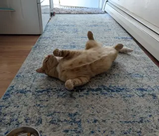 Belly