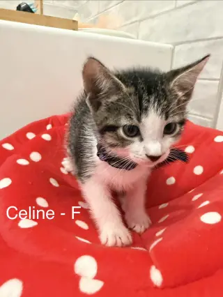 Celine