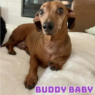 Buddy Baby