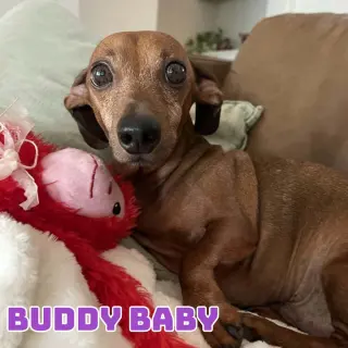 Buddy Baby