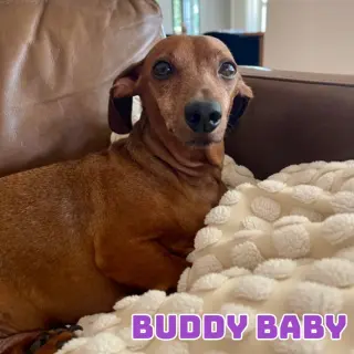 Buddy Baby