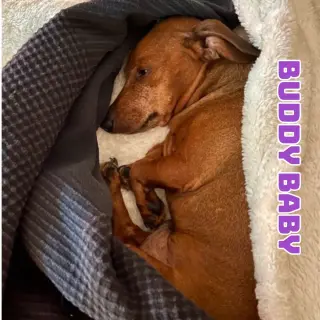 Buddy Baby