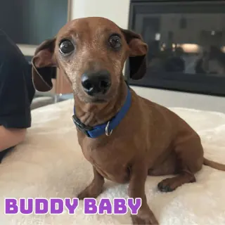 Buddy Baby