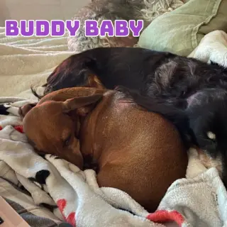 Buddy Baby