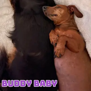 Buddy Baby
