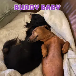 Buddy Baby