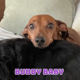 Buddy Baby