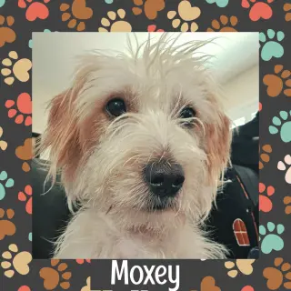 Moxey