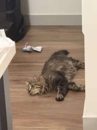 Puck