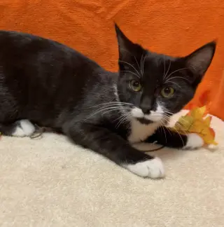 Moo