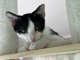 Tini