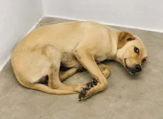 Duncan-handsome yellow lab mix