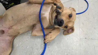 Duncan-handsome yellow lab mix