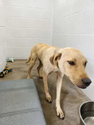 Duncan-handsome yellow lab mix