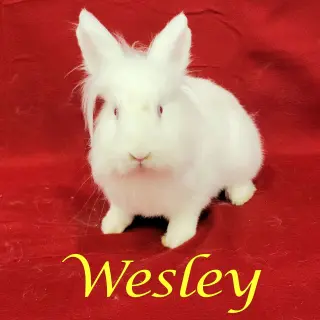 Wesley (bonded to Eddie)
