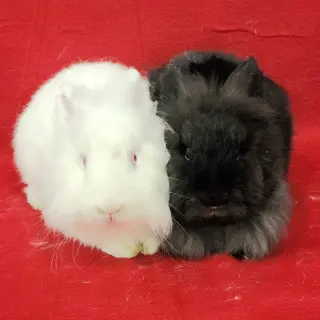 Wesley (bonded to Eddie)