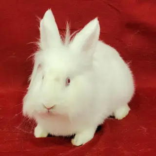 Wesley (bonded to Eddie)