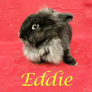 Eddie (bonded to Wesley)