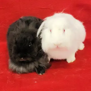 Eddie (bonded to Wesley)