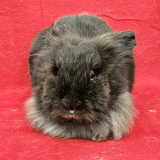 Eddie (bonded to Wesley)